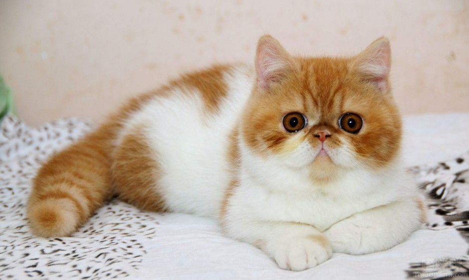 点击大图看下一张：最可爱的纯种波斯猫图片大全