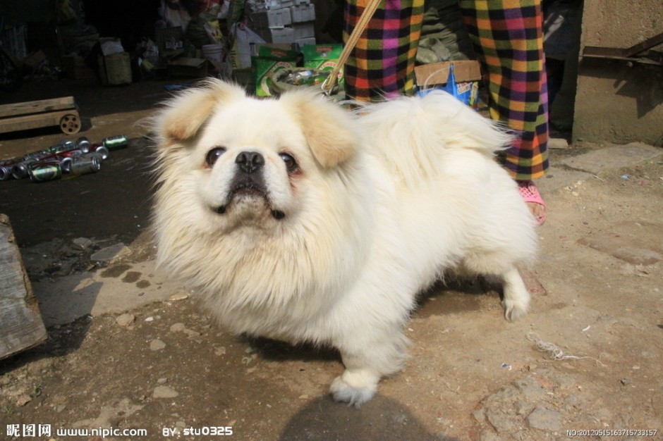 点击大图看下一张：忧郁丑萌的京巴犬图片