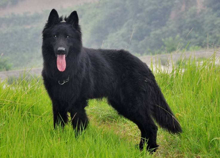 点击大图看下一张：长毛比利时牧羊犬草地吐舌表情图片