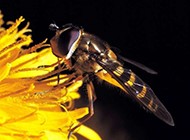 大自然中常见的昆虫图片
