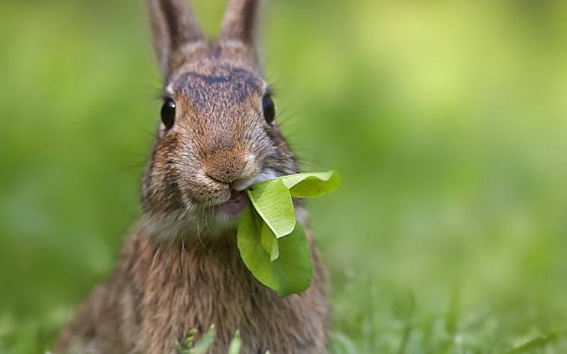 点击大图看下一张：乖巧可爱的小兔子高清摄影图片