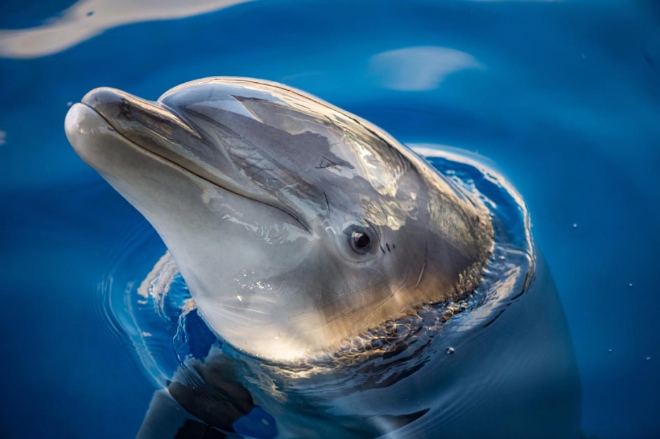 点击大图看下一张：可爱的海豚高清特写图片