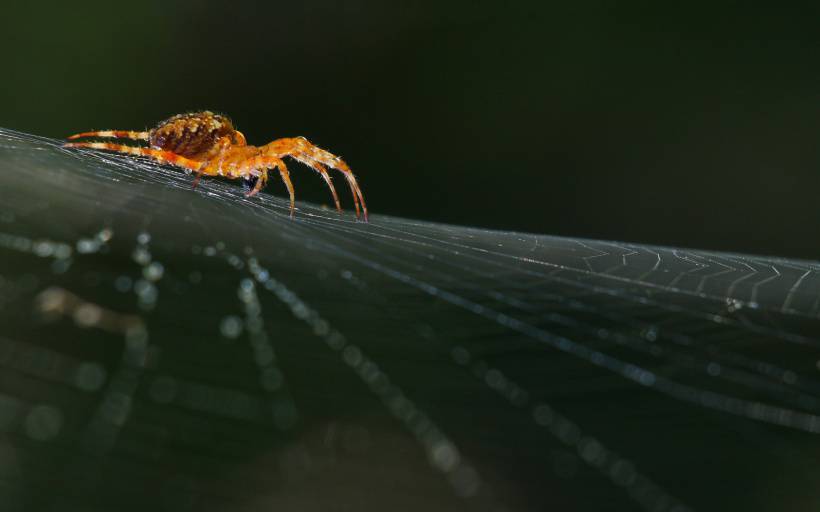 点击大图看下一张：色彩斑斓的蜘蛛精美图片
