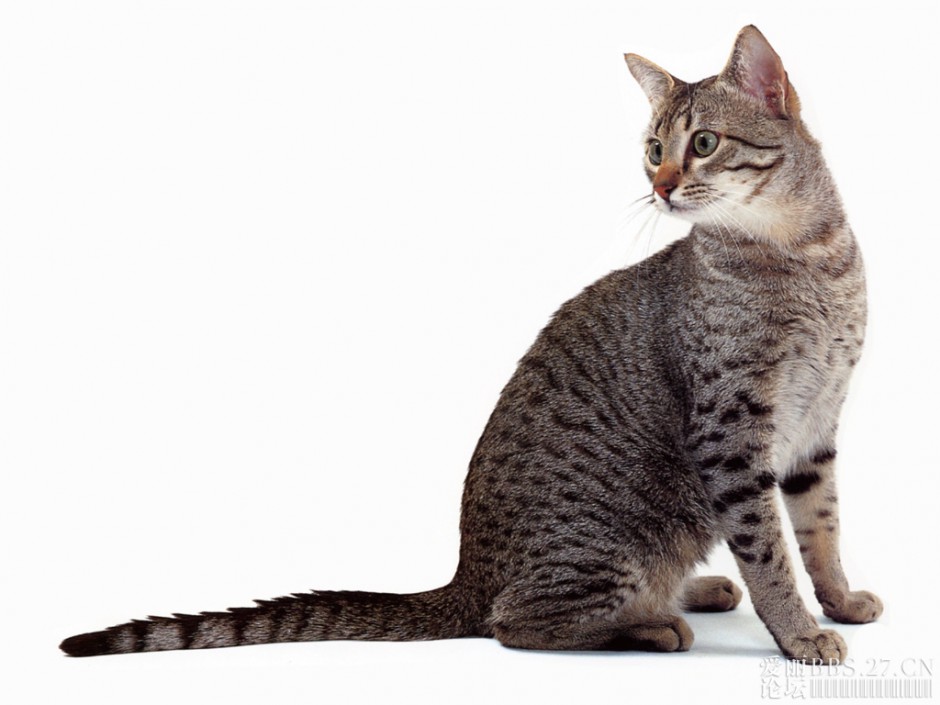 点击大图看下一张：埃及猫神情呆愣可爱图片