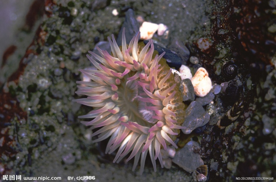 点击大图看下一张：颜色斑斓好看的小海葵图片
