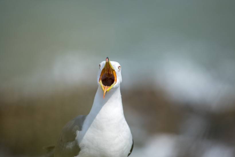 点击大图看下一张：蓝天大海海鸥图片高清唯美