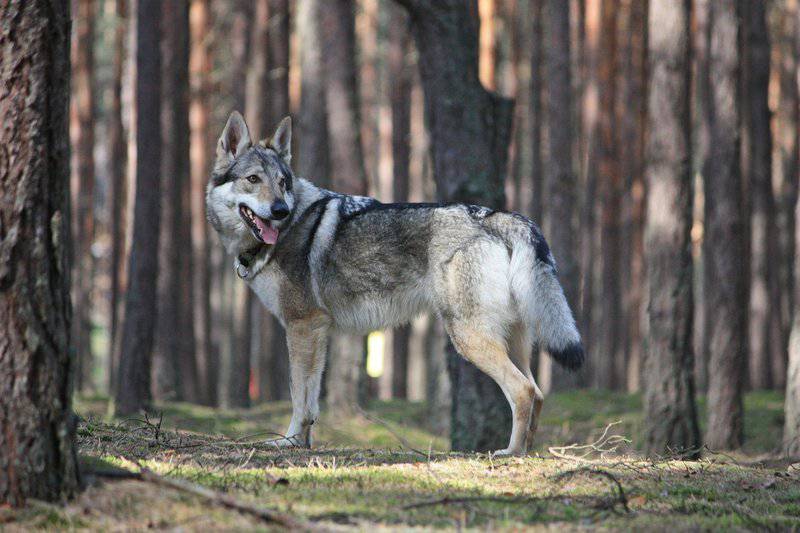 点击大图看下一张：捷克狼犬丛林帅气抓拍图片