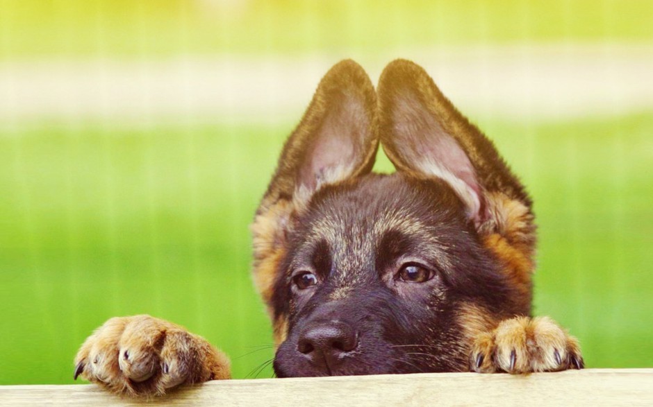 点击大图看下一张：德国黑背犬图片写真欣赏