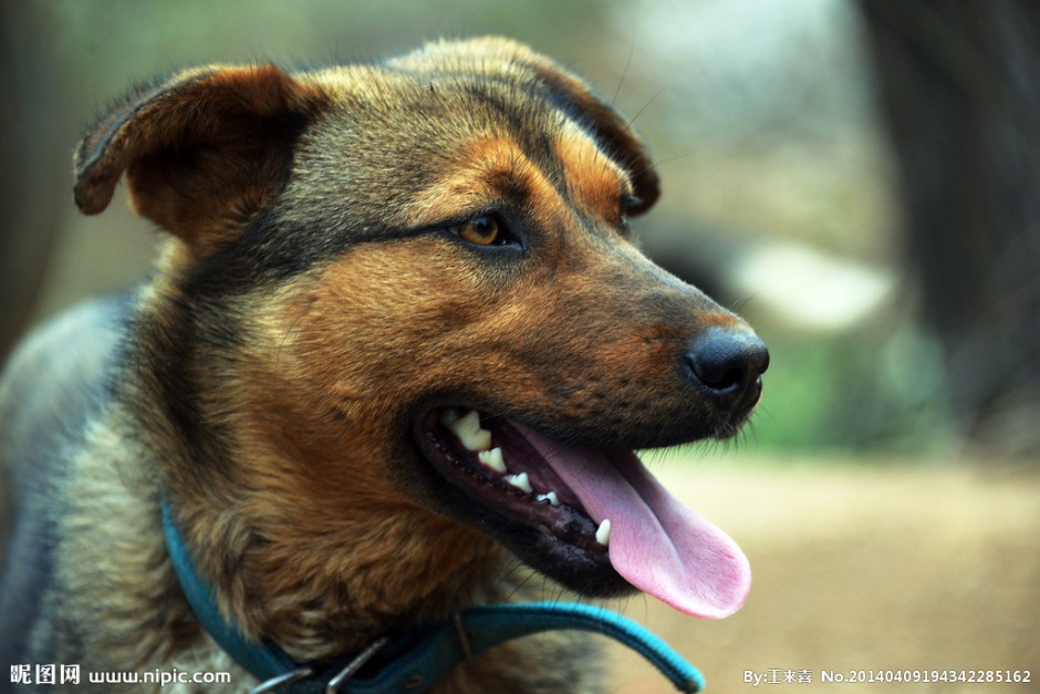 点击大图看下一张:德国狼犬近距离表情特写图片