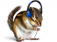 小松鼠动物听音乐的图片