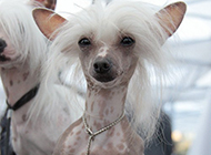 中国冠毛犬纤巧身材图片