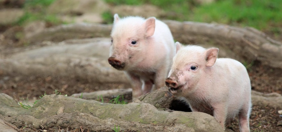 点击大图看下一张：两只萌萌的小猪图片