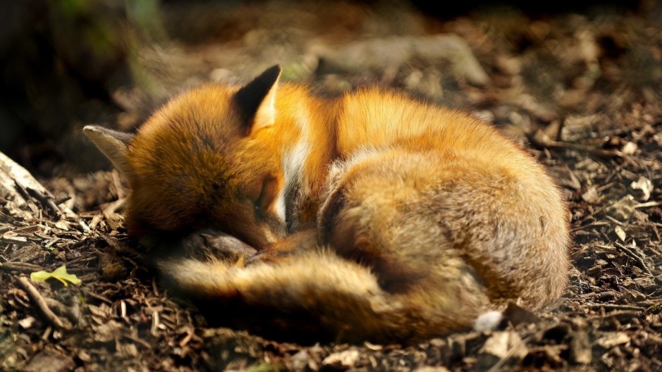 点击大图看下一张：呆萌顽皮的小狐狸图片