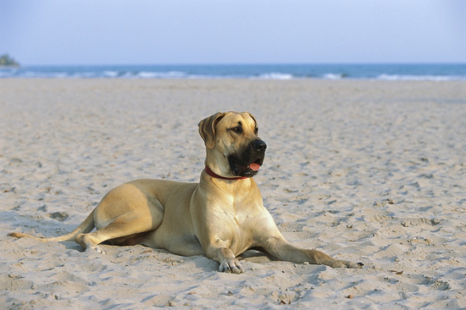 点击大图看下一张：大丹犬沙滩慵懒歇息图片