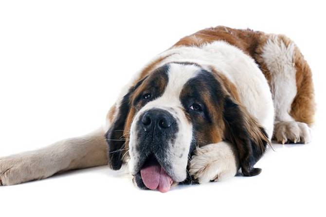点击大图看下一张：大型圣伯纳犬胖乎乎的图片