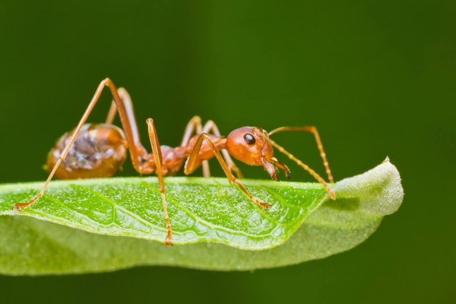 点击大图看下一张：可爱的小昆虫蚂蚁摄影图片