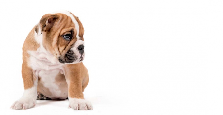 点击大图看下一张:可爱搞笑的狗狗高清图片