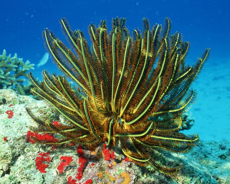 点击大图看下一张：深海缤纷唯美珊瑚海葵美景高清图集