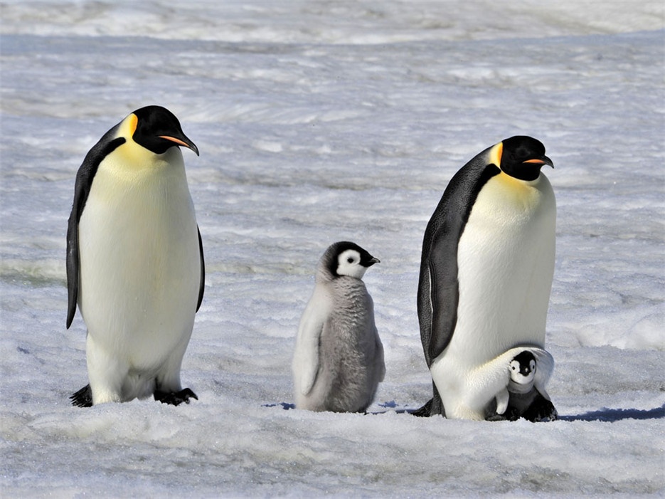 点击大图看下一张：憨态可掬的南极企鹅图片欣赏