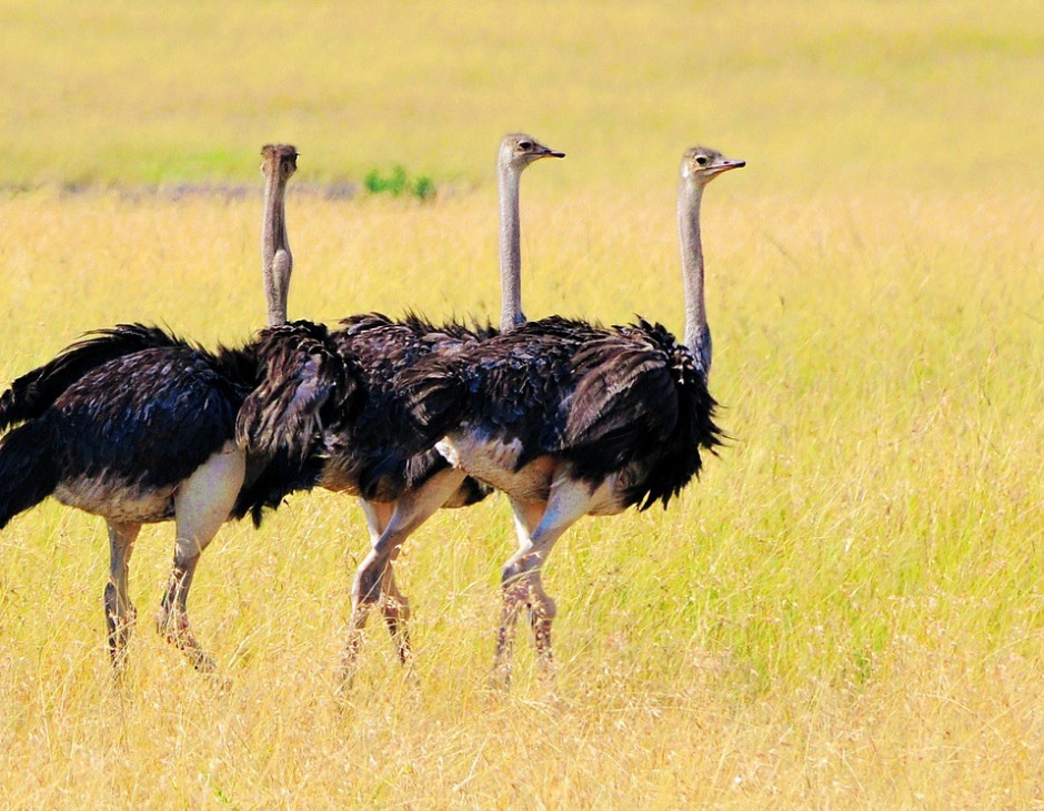 点击大图看下一张：非洲鸵鸟休闲漫步图片