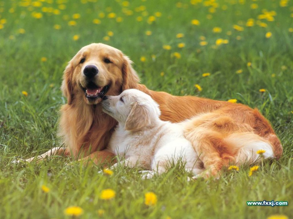 点击大图看下一张：讨人喜欢的漂亮纯种金毛犬图片