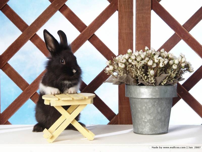 点击大图看下一张：可爱温顺的小兔子图片大全