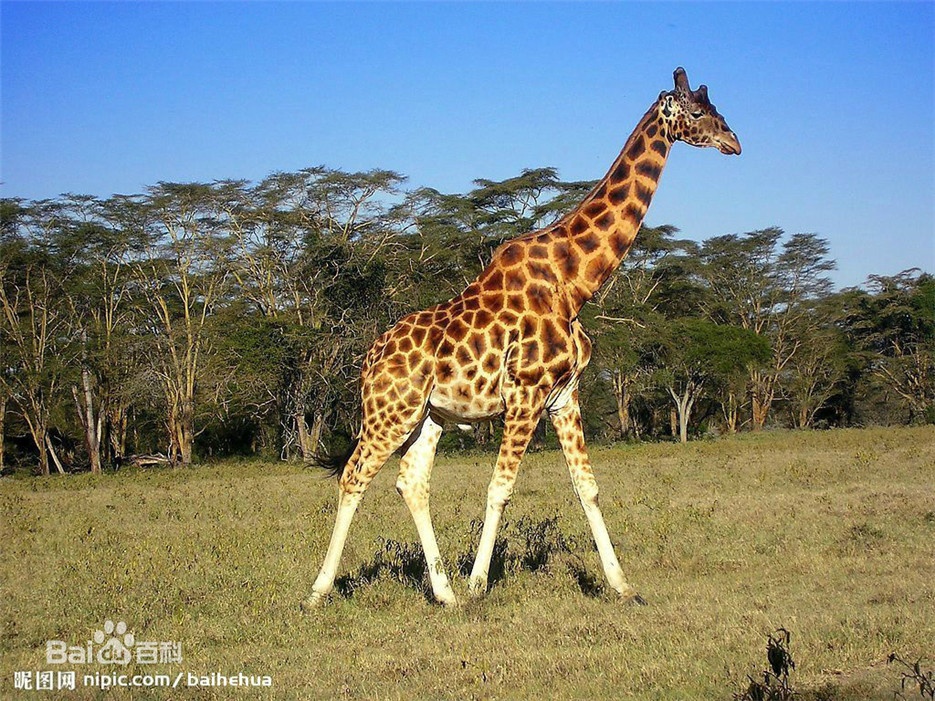 点击大图看下一张：非洲大草原野生长颈鹿图片欣赏