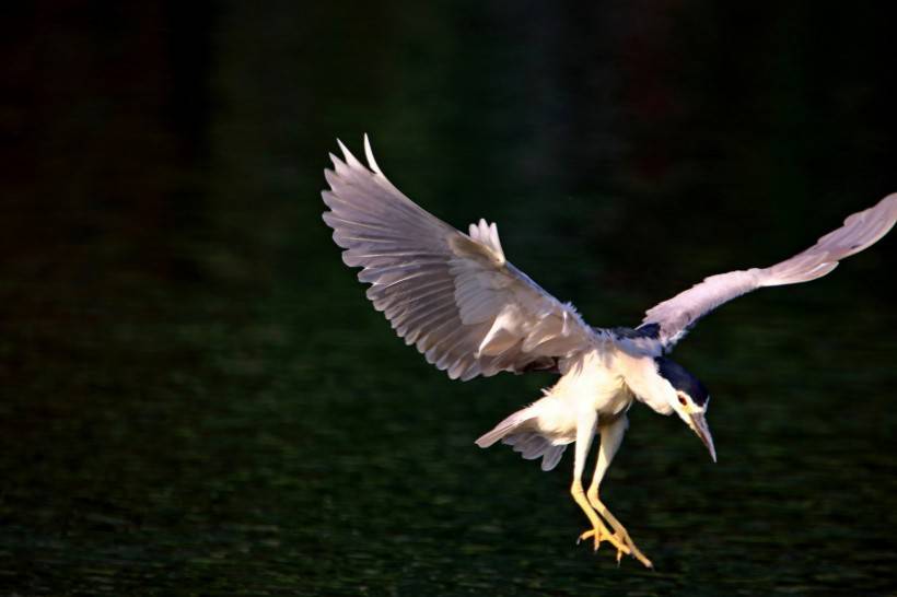 点击大图看下一张：国家级保护鸟类夜鹭捕鱼图片