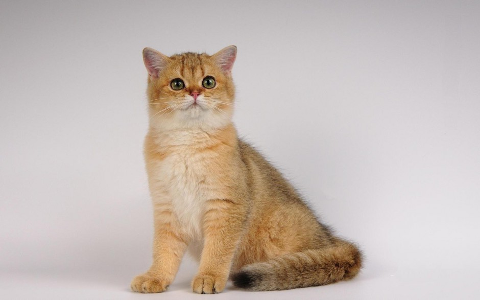 点击大图看下一张：优雅美丽的黄英短猫图片