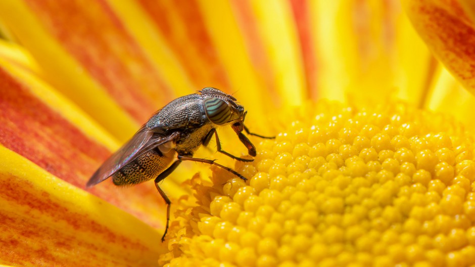 点击大图看下一张：昆虫类动物果蝇微距摄影图片