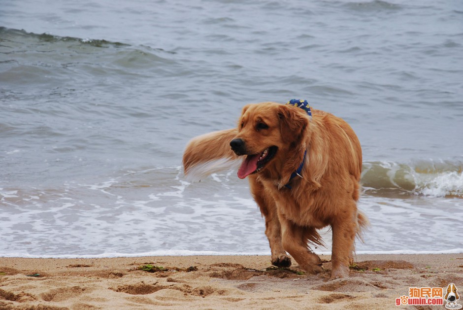 点击大图看下一张：成年雌金毛寻回犬海边玩耍图片