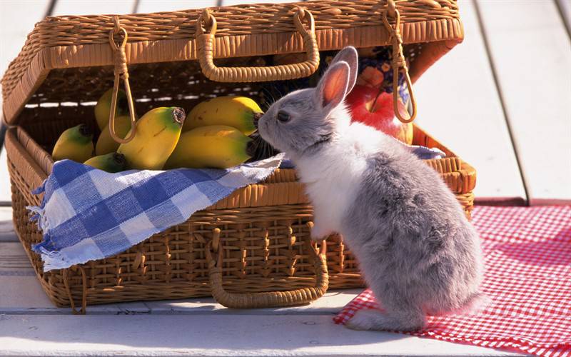 点击大图看下一张：可爱小宠物兔子高清图片