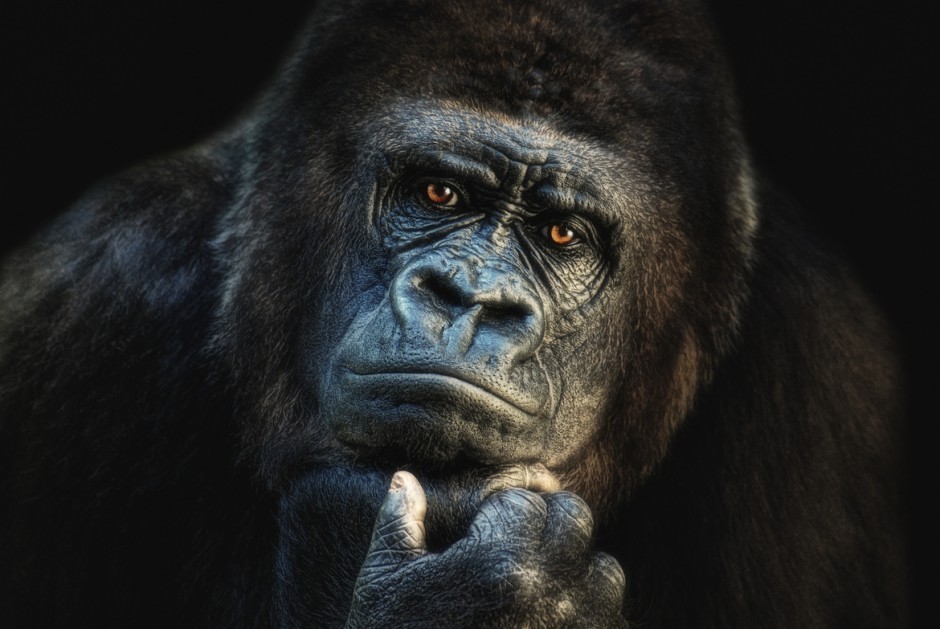 点击大图看下一张：可爱大猩猩图片表情逗趣