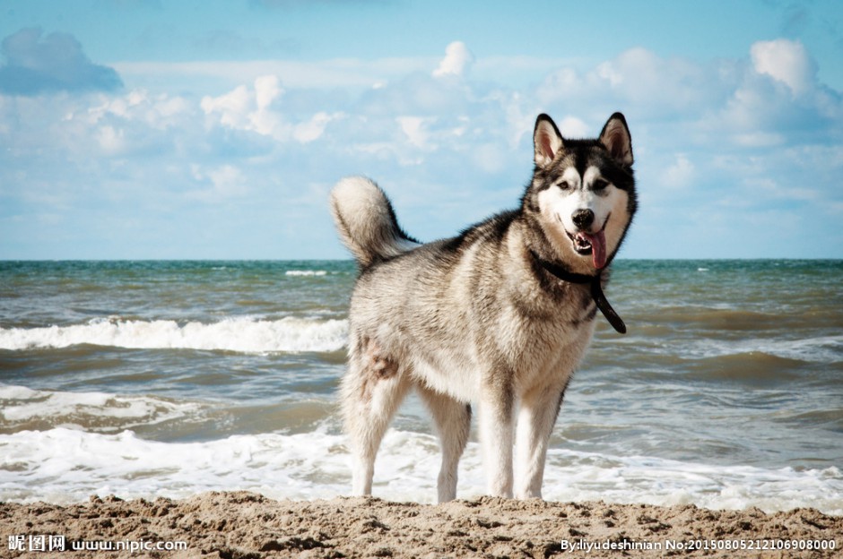 点击大图看下一张：海边的成年阿拉斯加犬图片