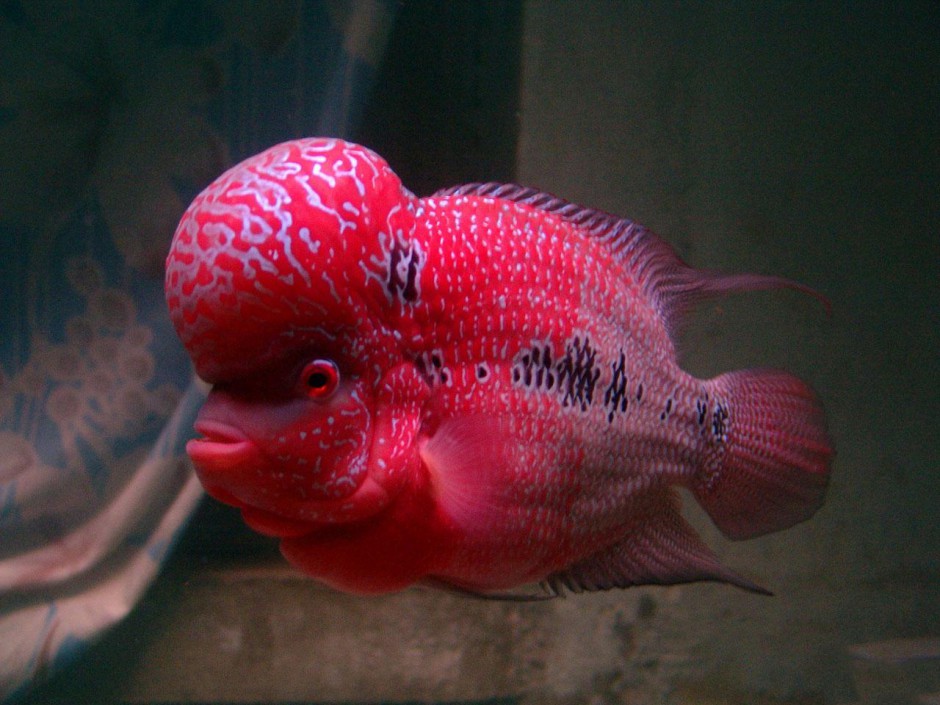 点击大图看下一张：模样丑萌的珍珠罗汉鱼图片