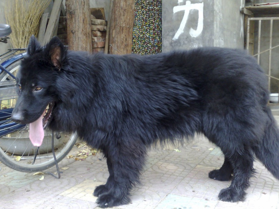 点击大图看下一张：健壮结实的小黑熊犬图片