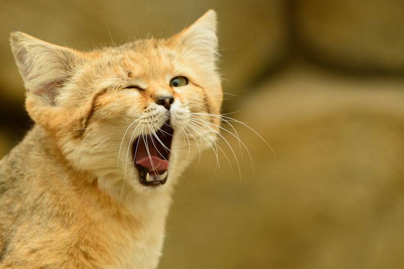 点击大图看下一张：可爱小巧的沙丘猫高清图集