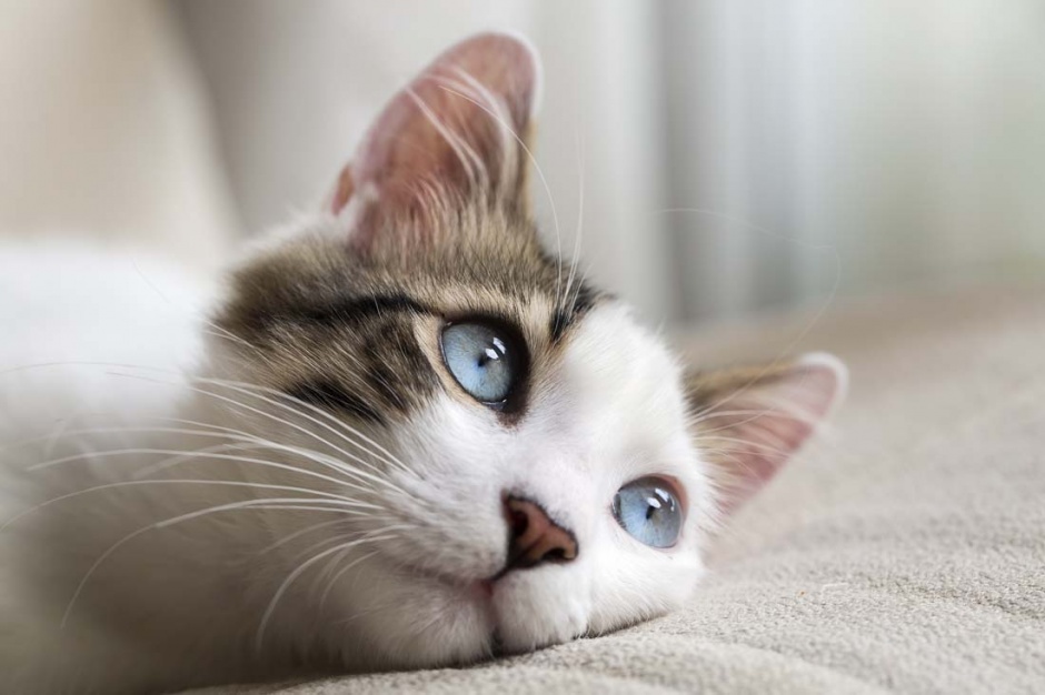 点击大图看下一张：超萌可爱的小型猫科动物图片