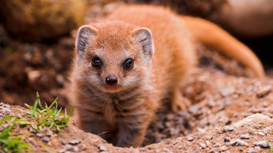 点击大图看下一张：野生小型哺乳动物小猫鼬图片