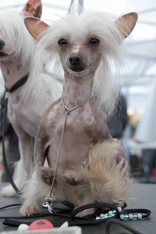 点击大图看下一张：中国冠毛犬纤巧身材图片