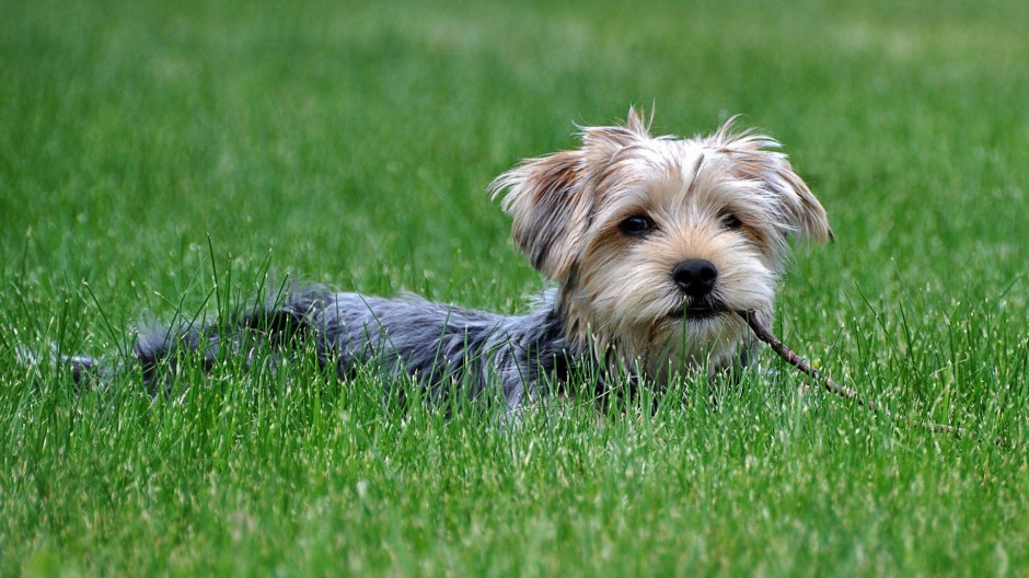 点击大图看下一张：英国约克夏犬可爱高清图片