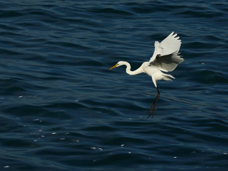 点击大图看下一张：海上觅食的白鹭鸟类图片素材