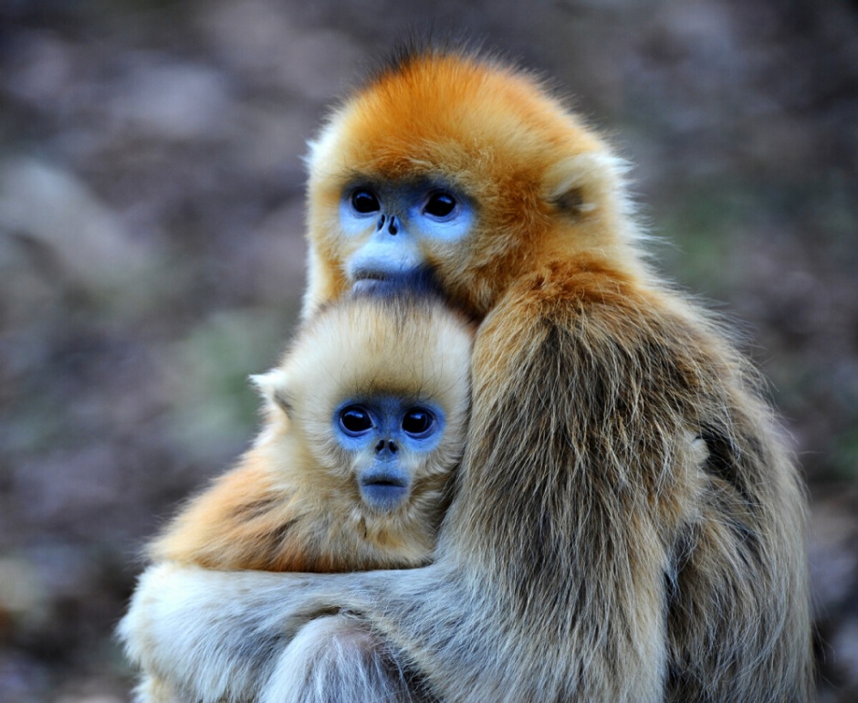 点击大图看下一张：可爱金丝猴高清摄影图片