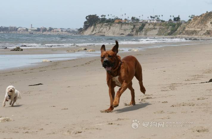 点击大图看下一张：日本土佐犬沙滩上奔跑图片