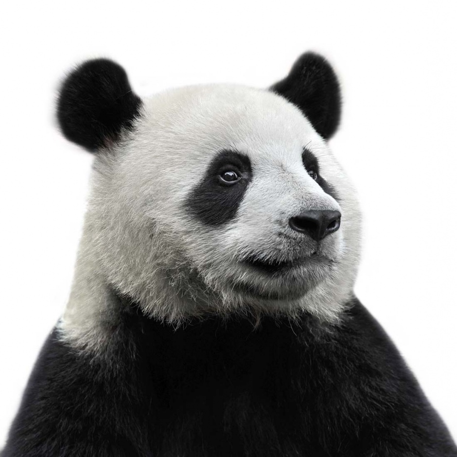 点击大图看下一张：可爱的大熊猫高清图片素材