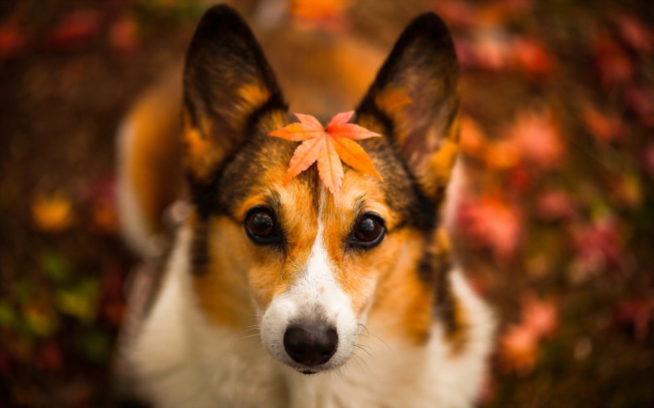点击大图看下一张：可爱狗狗壁纸高清秋天美景摄影