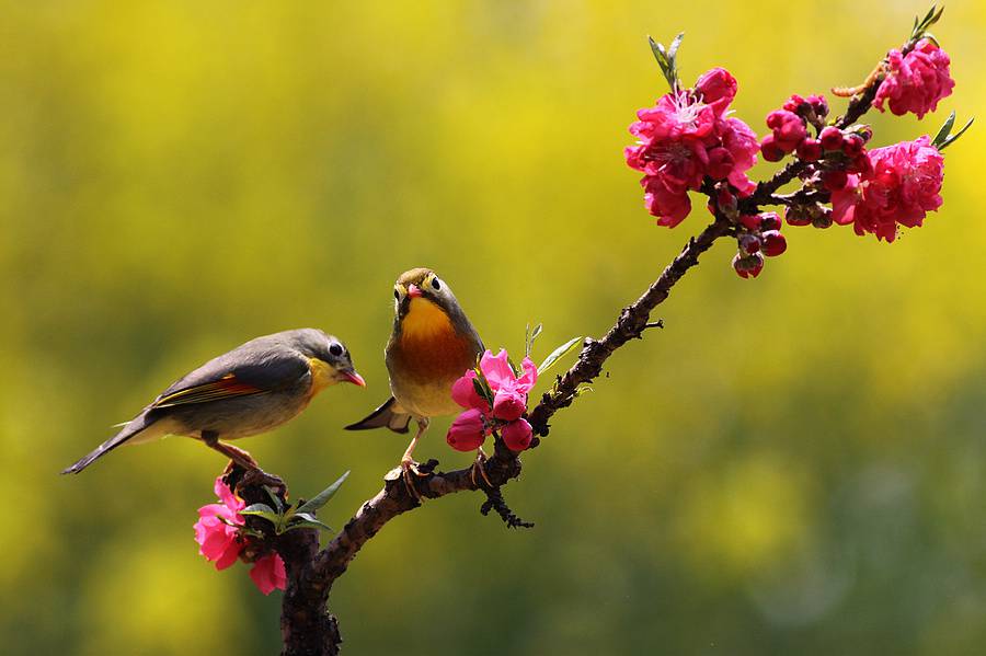 点击大图看下一张：春日相思鸟枝头优雅嬉戏图片