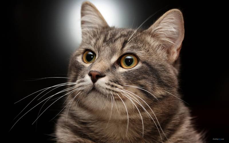 点击大图看下一张：英国短毛银虎斑猫好奇表情图片
