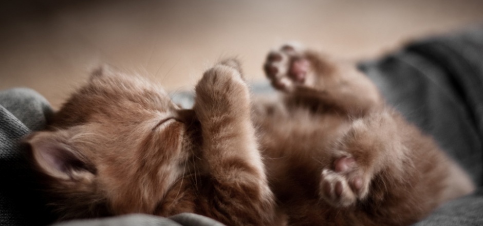 点击大图看下一张：萌萌哒小猫睡觉的图片
