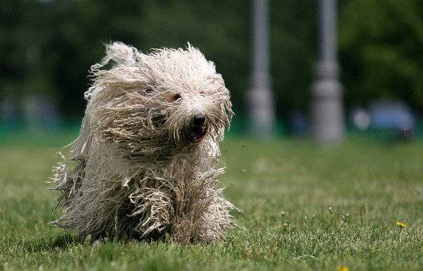 点击大图看下一张：可蒙犬草地欢乐奔跑图片